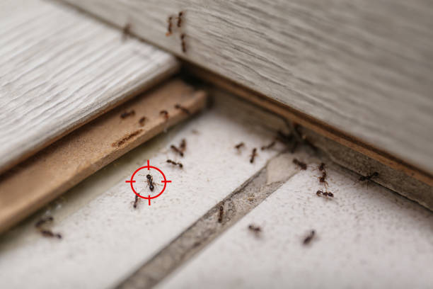 Best Pest Prevention Services  in Beaver, WV