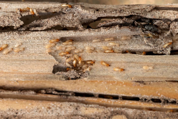Best Wildlife Control Services  in Beaver, WV